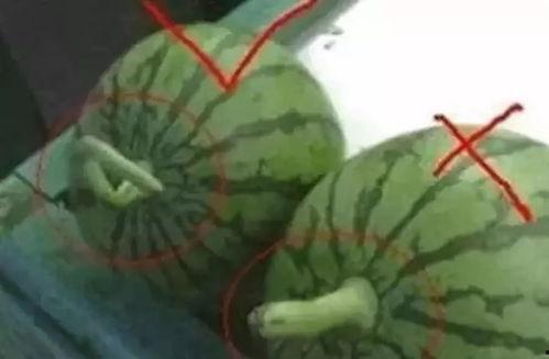 瓜与瓜之间能一起吃吗,哪些瓜可以一起享用？