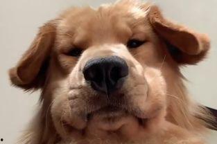 狗子的最新爆料视频大全,揭秘娱乐圈幕后真相