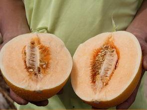 日照刘泽成吃瓜,瓜田里的欢乐时光